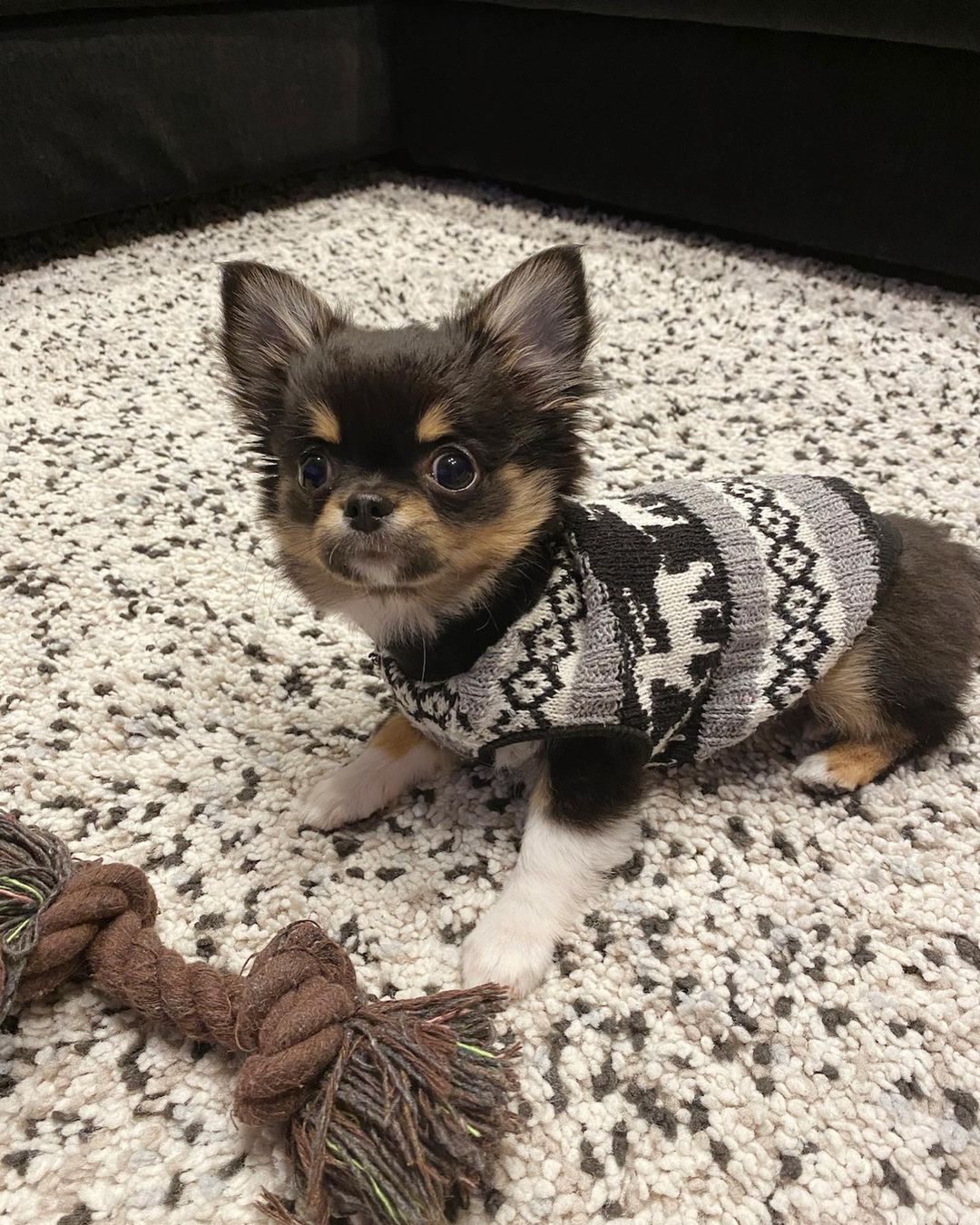 Bella - sweet Chihuahua puppy