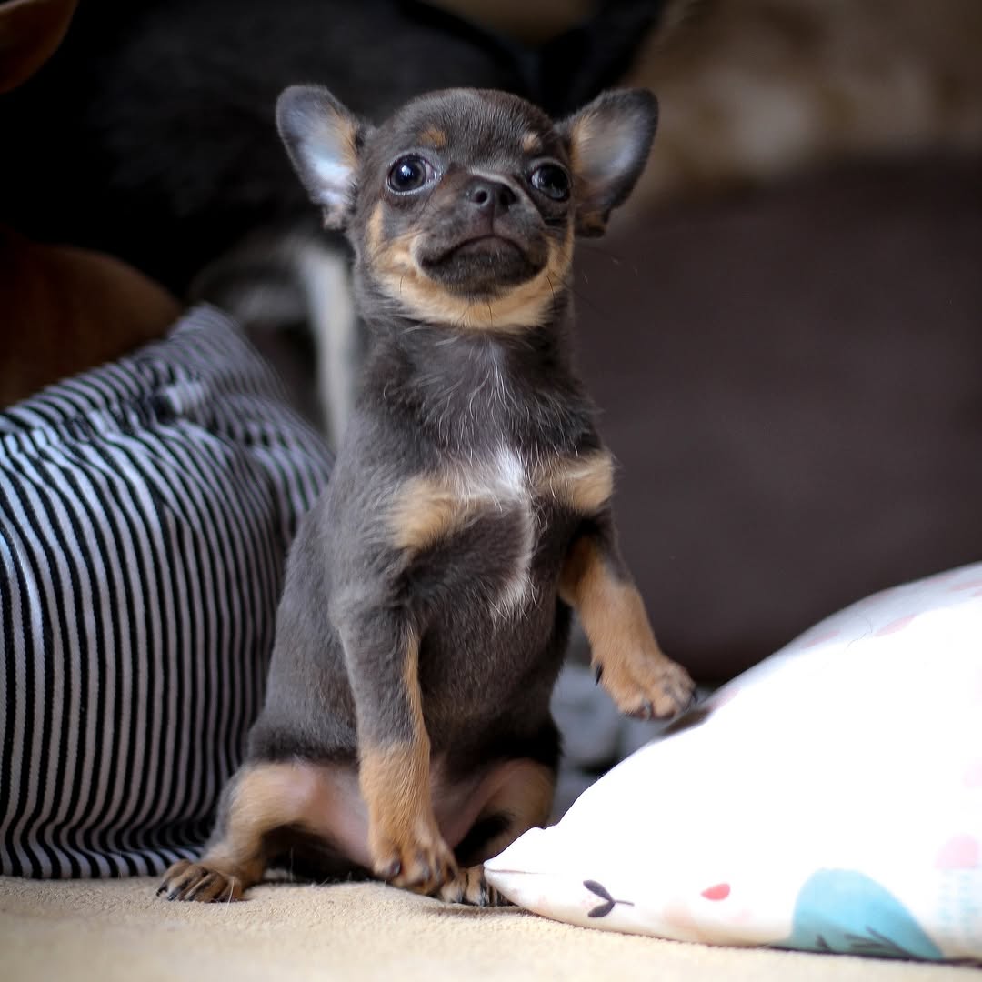 Bruno - Chihuahua puppy