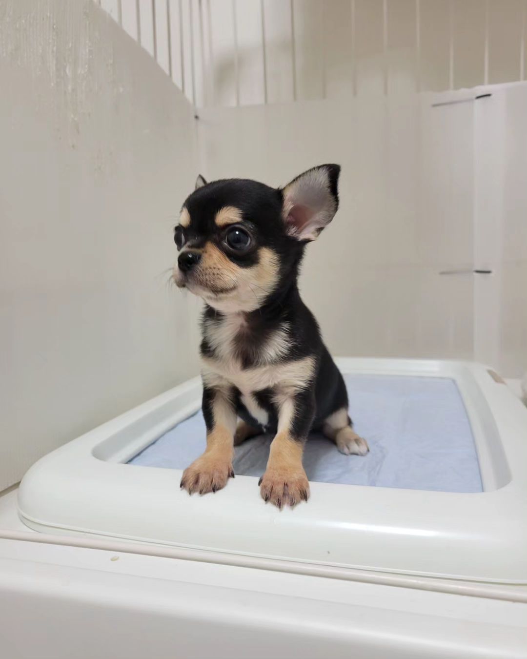 Buddy - Male Chihuahua puppy