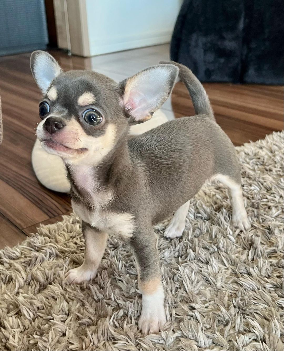 Daisy - Chihuahua puppy