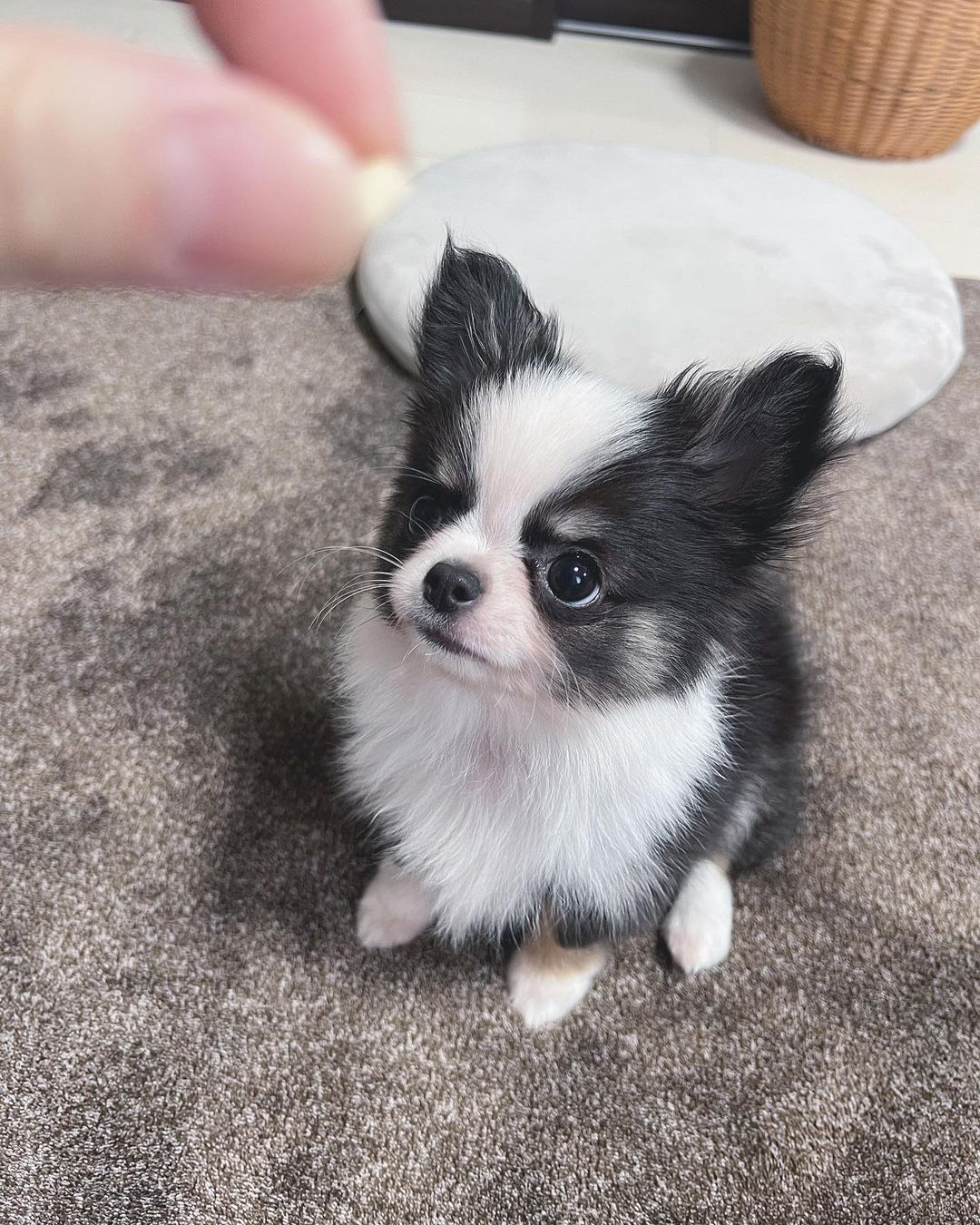 Joyce - Chihuahua puppy