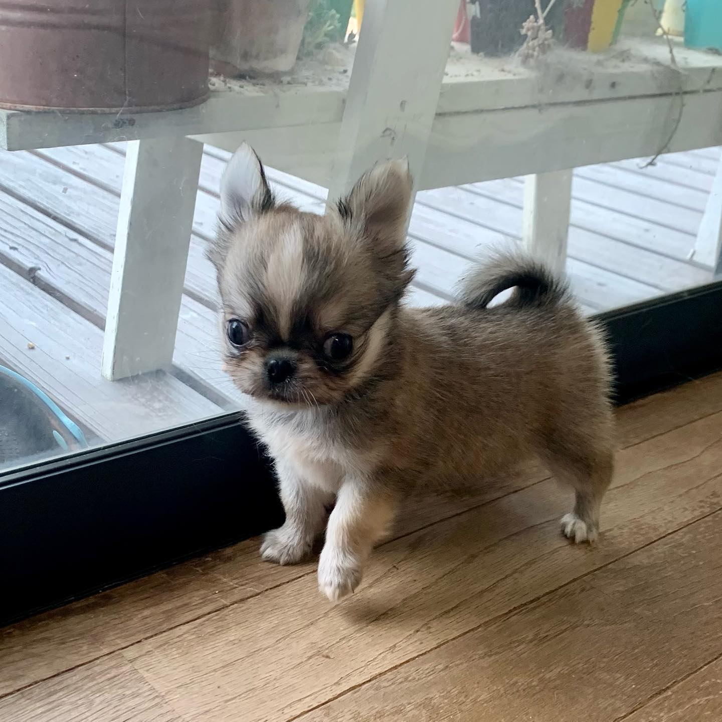 Kyle - Chihuahua puppy