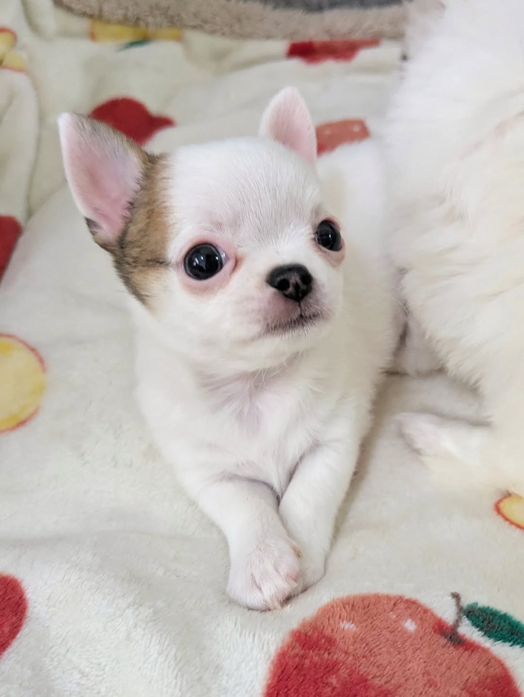 Lola - Female Chihuahua puppy