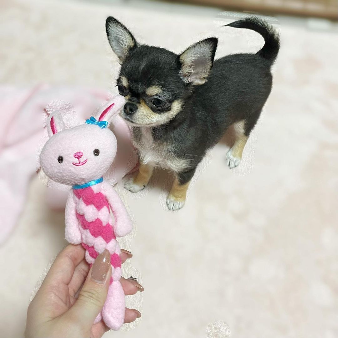 Lucy - Female Chihuahua puppy