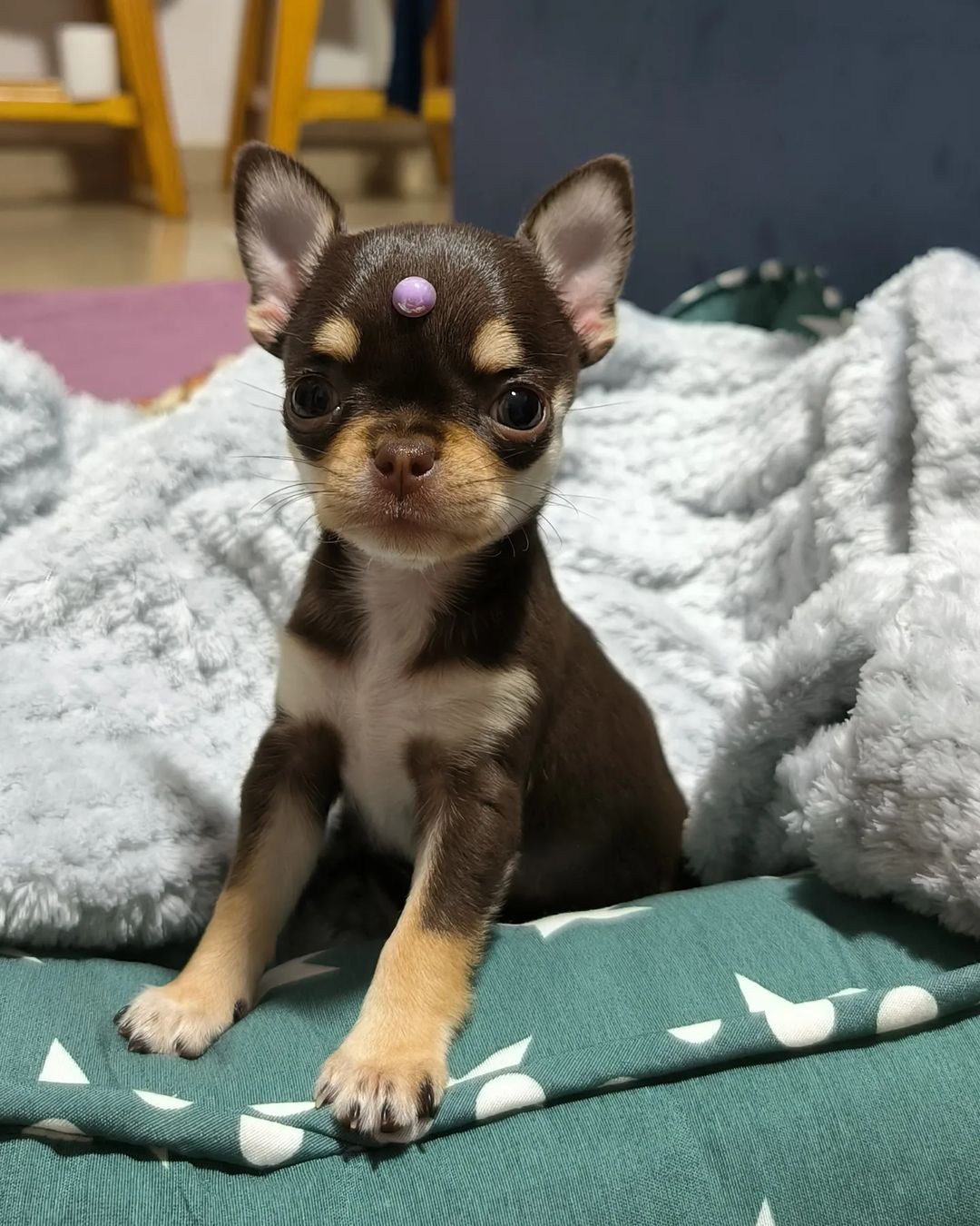 Luna - adorable Chihuahua puppy