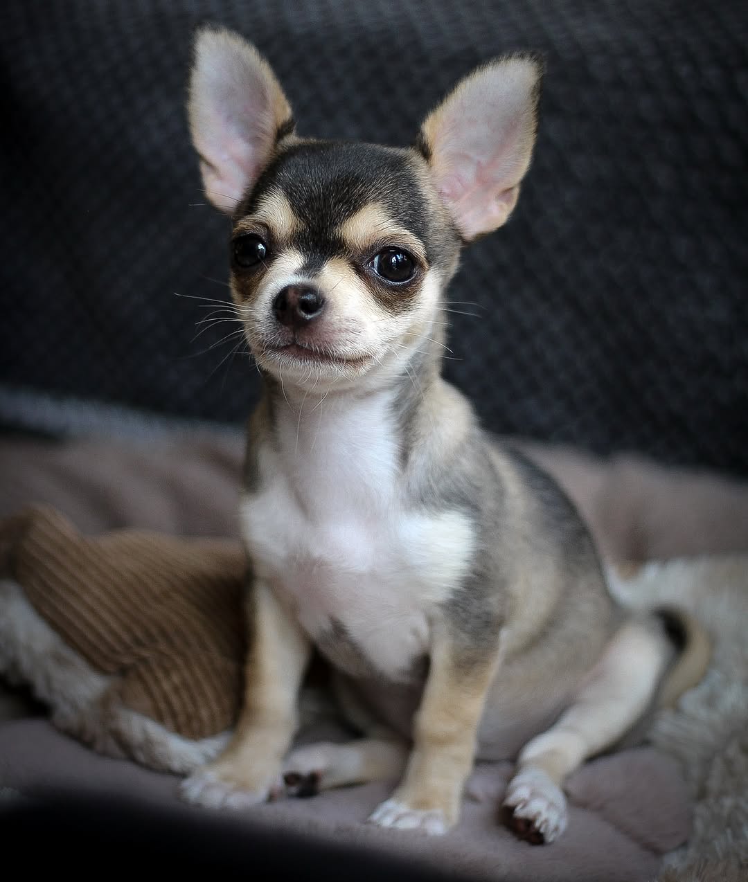 Max - Male Chihuahua puppy