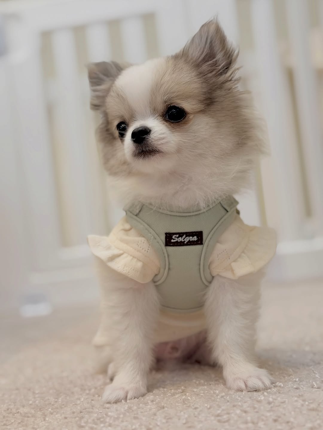 Milo - charming Chihuahua puppy