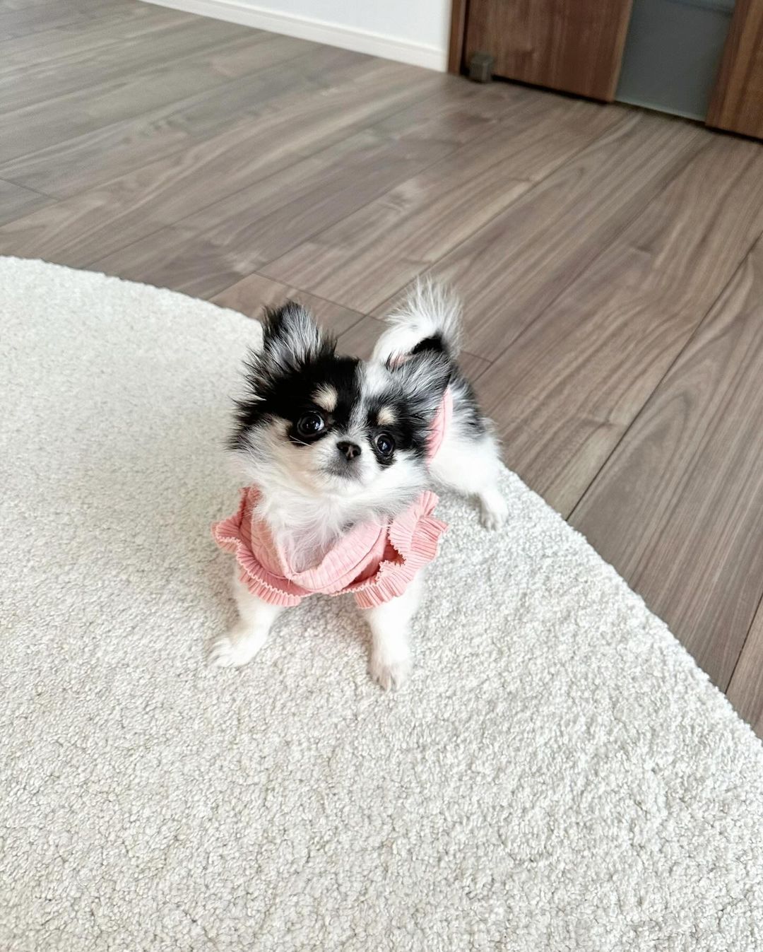 Mimi - Female Chihuahua puppy