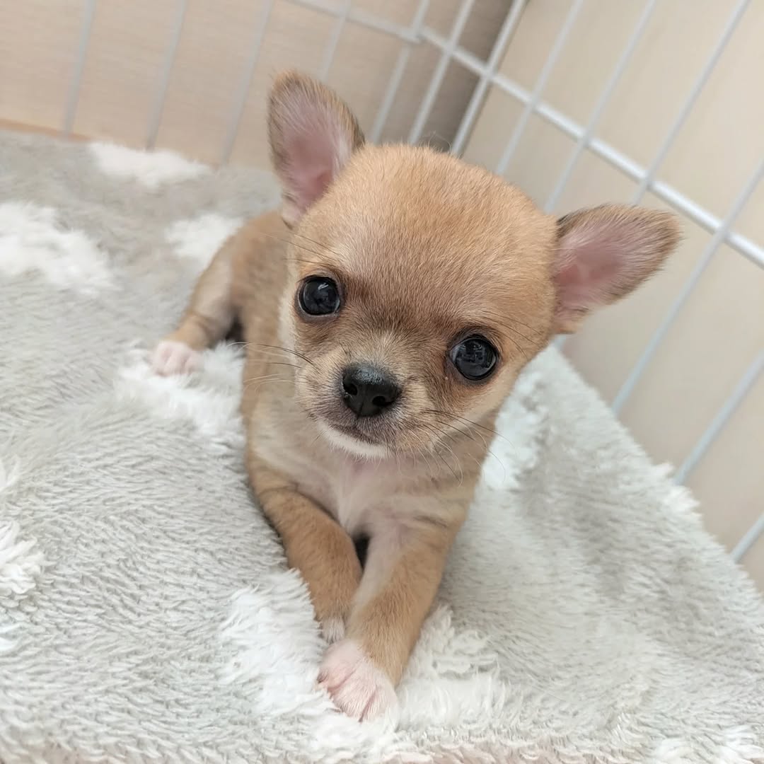 Mochi - Male Chihuahua puppy