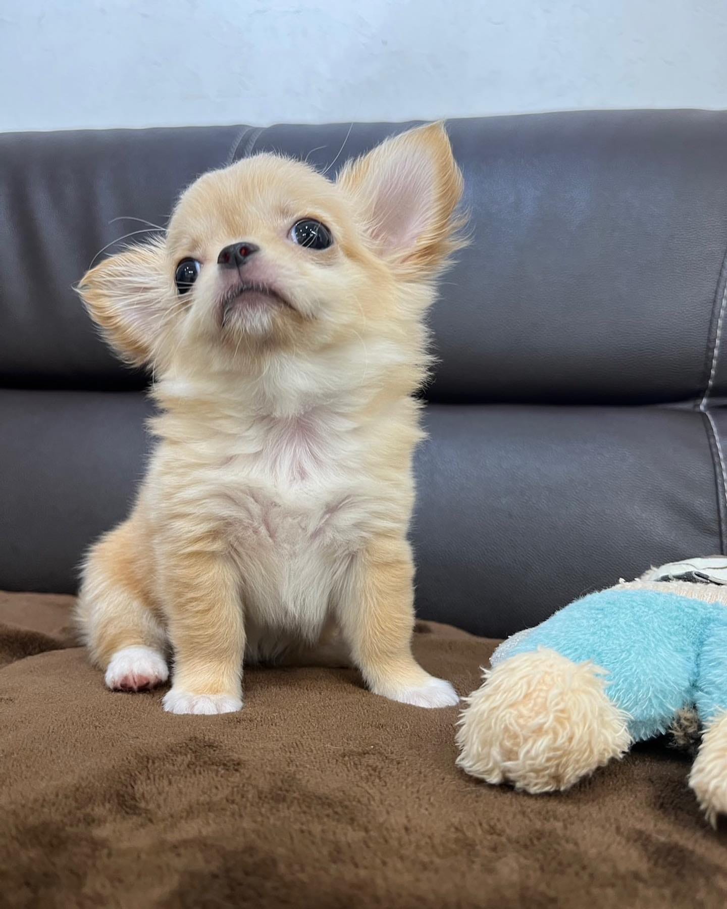 Poppy - beautiful Chihuahua puppy