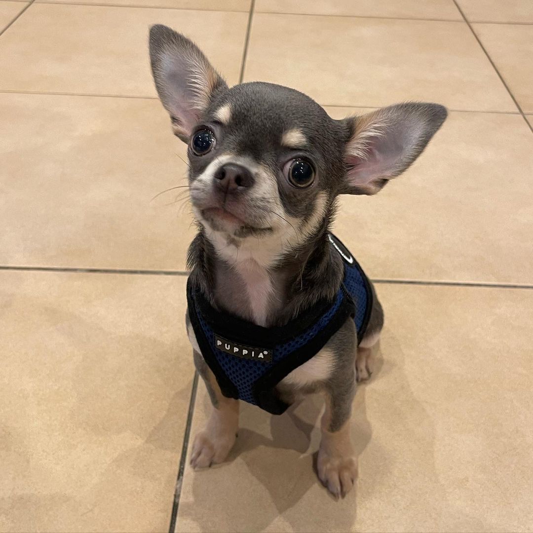 Puppia - Female Chihuahua puppy