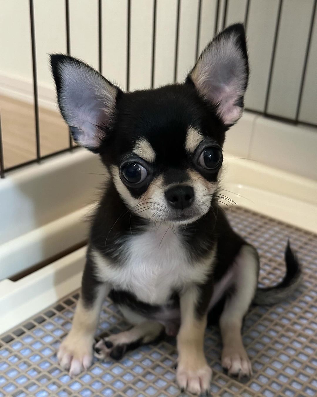 Rocky - Male Chihuahua puppy