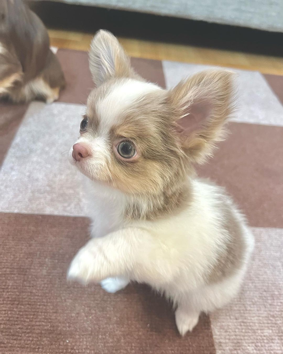 Rosie - cute Chihuahua puppy