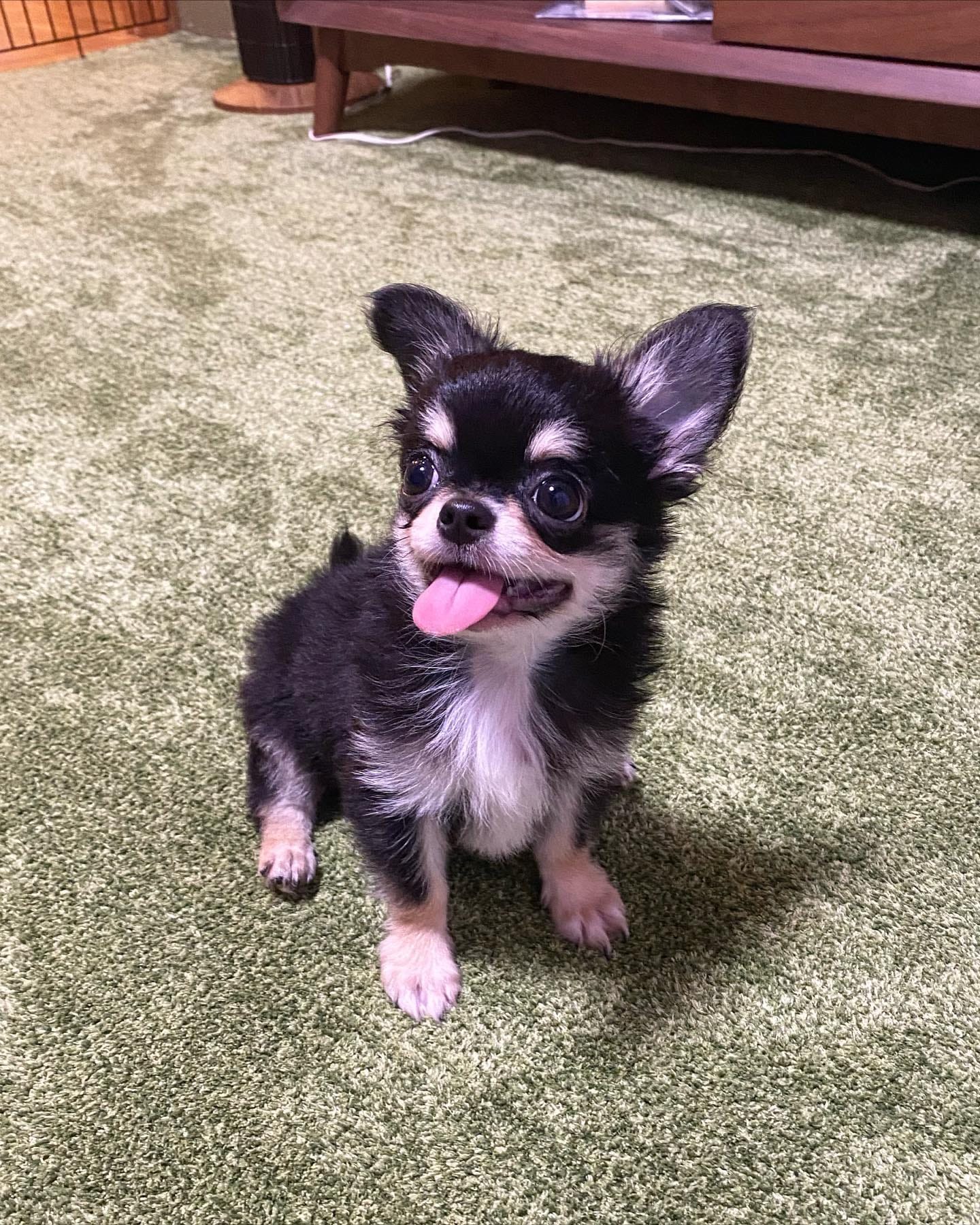 Simba - sweet Chihuahua puppy